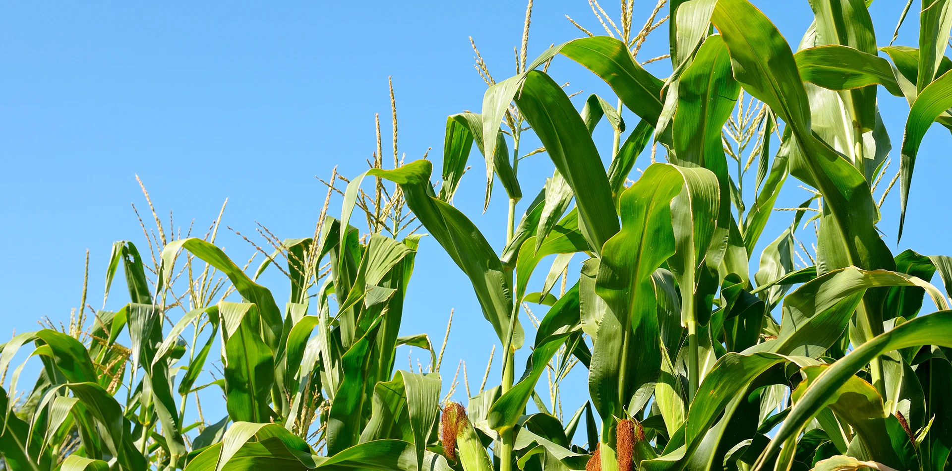 Whole Plant Corn Silage supplier
