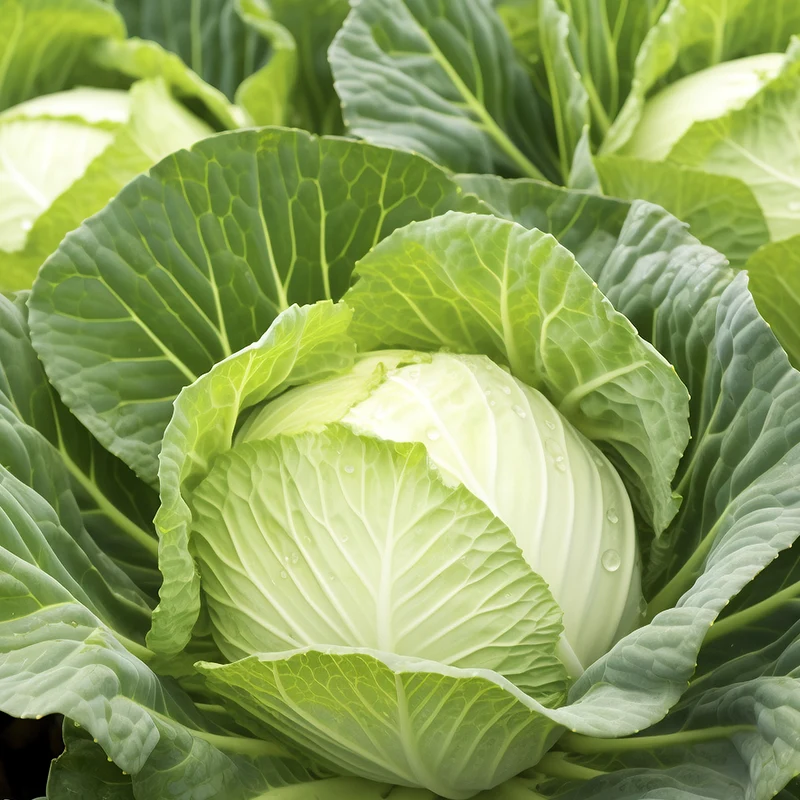 What are the nutritional values and benefits of cabbage?
