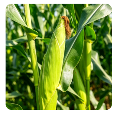Yiman Agriculture Expands Global Supply Chain for Premium Agricultural Commodities
