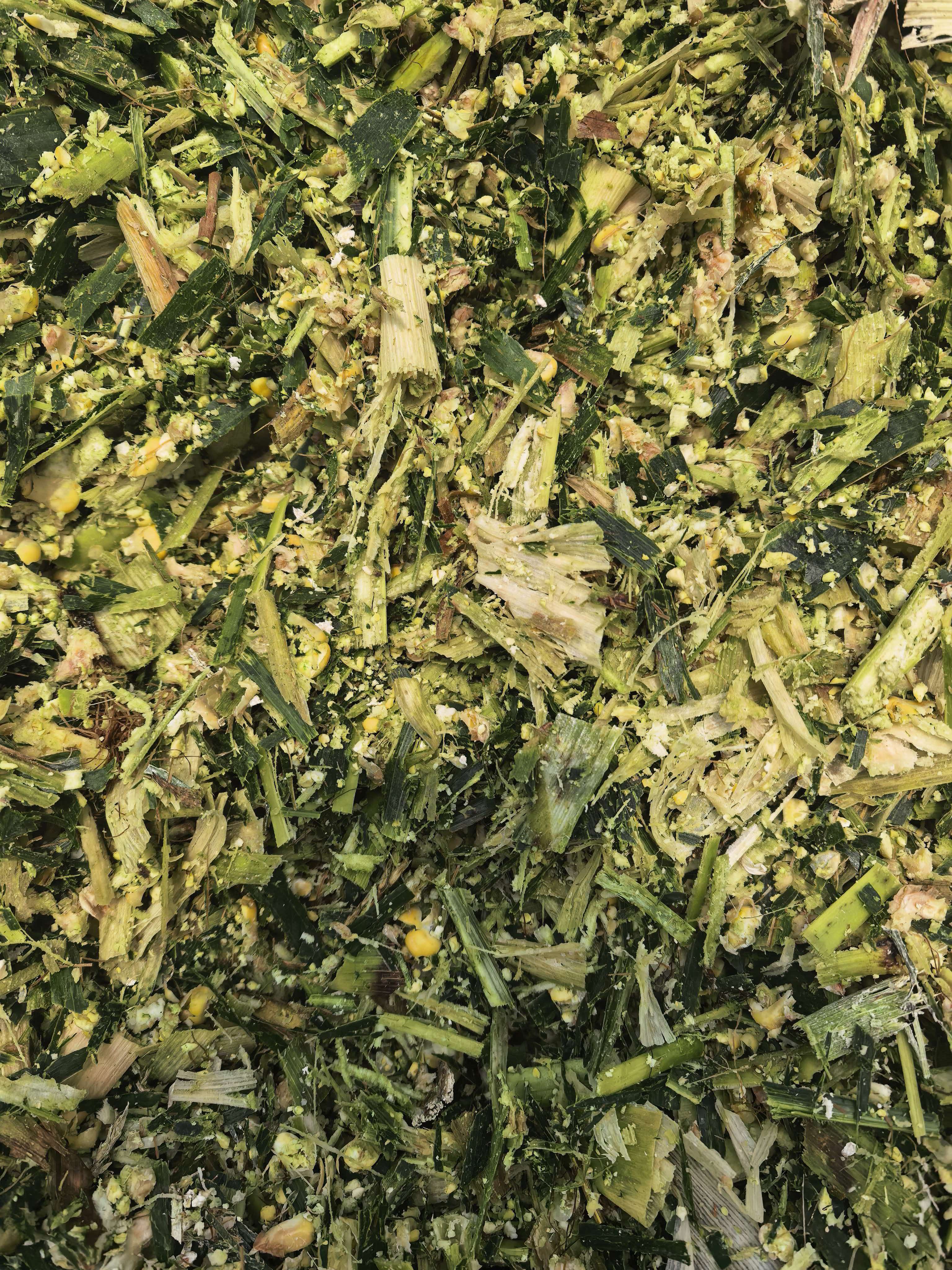What Makes Whole‑Plant Corn Silage a Reliable Roughage for Global Livestock Farms?