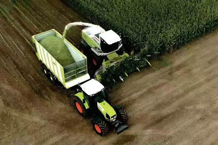 How Can Beef Cattle Fattening Corn Silage Accelerate Weight Gain for Your Beef Herds?