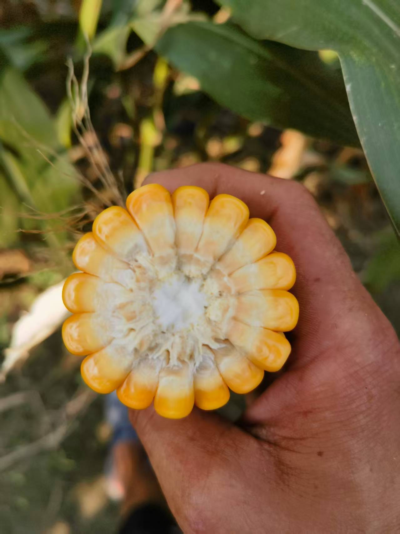 Why Should Small‑Ruminant Farms Choose Sheep & Goat Special Corn Silage?