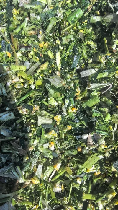 With frequent challenges occurring in global fresh‑produce storage and transportation, how can we maintain the end‑to‑end fresh quality of round cabbage from Yiman Agricultural?