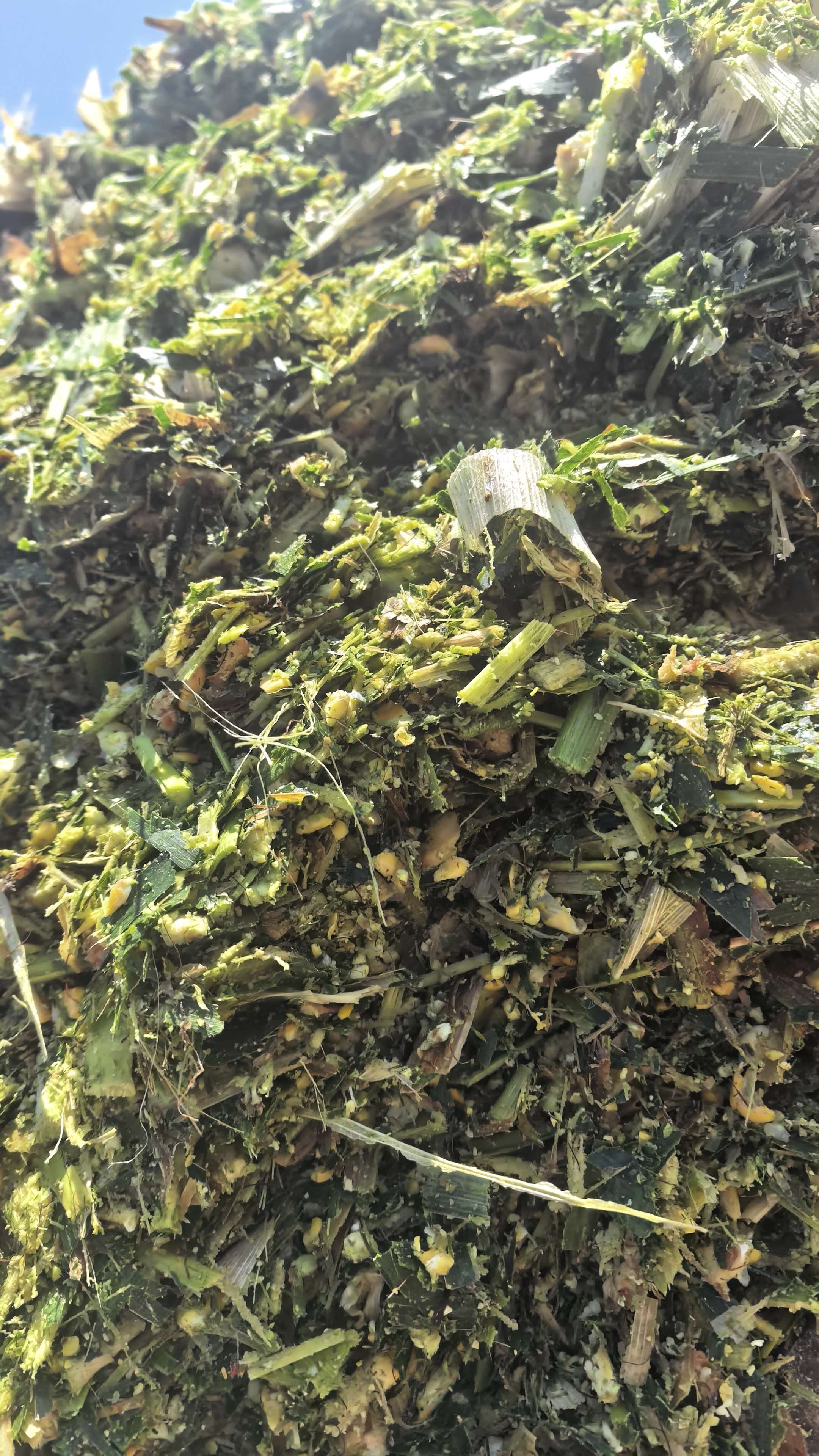 Why Should Small‑Ruminant Farms Choose Sheep & Goat Special Corn Silage?