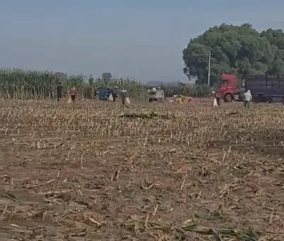 How to Improve Livestock Breeding Efficiency with High-Quality Whole Plant Corn Silage?