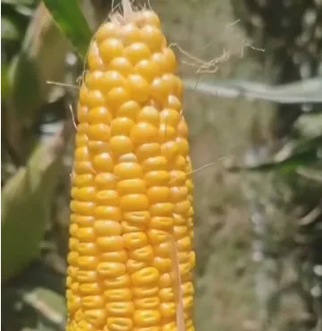 Why Modern Livestock Farms Prefer Whole Plant Corn Silage