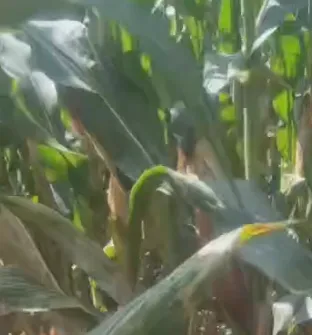 How Can China High Energy Mixed Silage Feed Cut Farming Costs and Boost Livestock Growth?