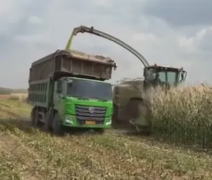 How to Optimize Corn Silage Ideas to Boost Livestock Feed Quality and Farm Profit?