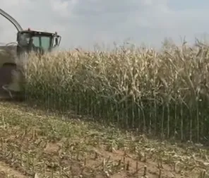 How to Find Reliable Corn Silage Suppliers for Overseas Dairy and Beef Farms?