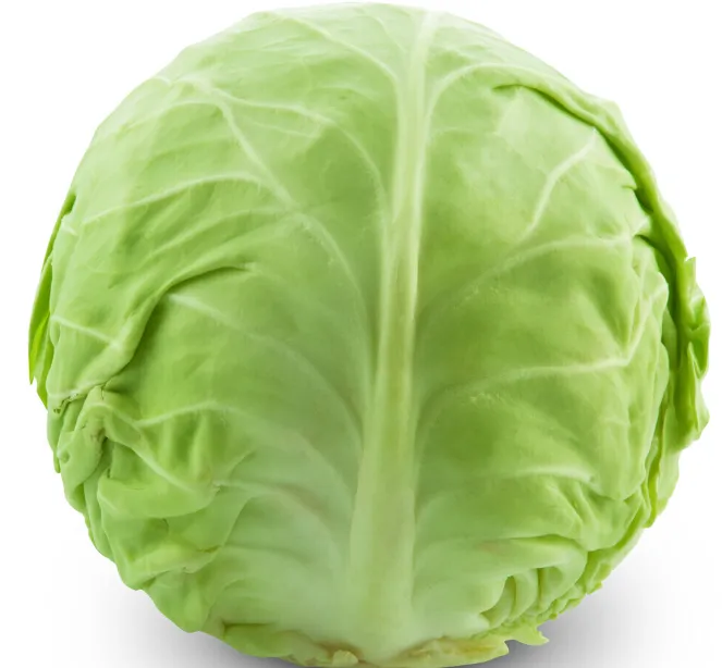 How to Source Premium Organic Fresh Round Cabbage for Global Wholesale Business?