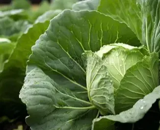 How Can Importers Reduce Vegetable Loss With Professional Vacuum Packed Fresh Cabbage?