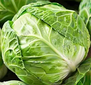 How to Find Reliable Fresh Cabbage Suppliers for Stable Long-Term Import Contracts?