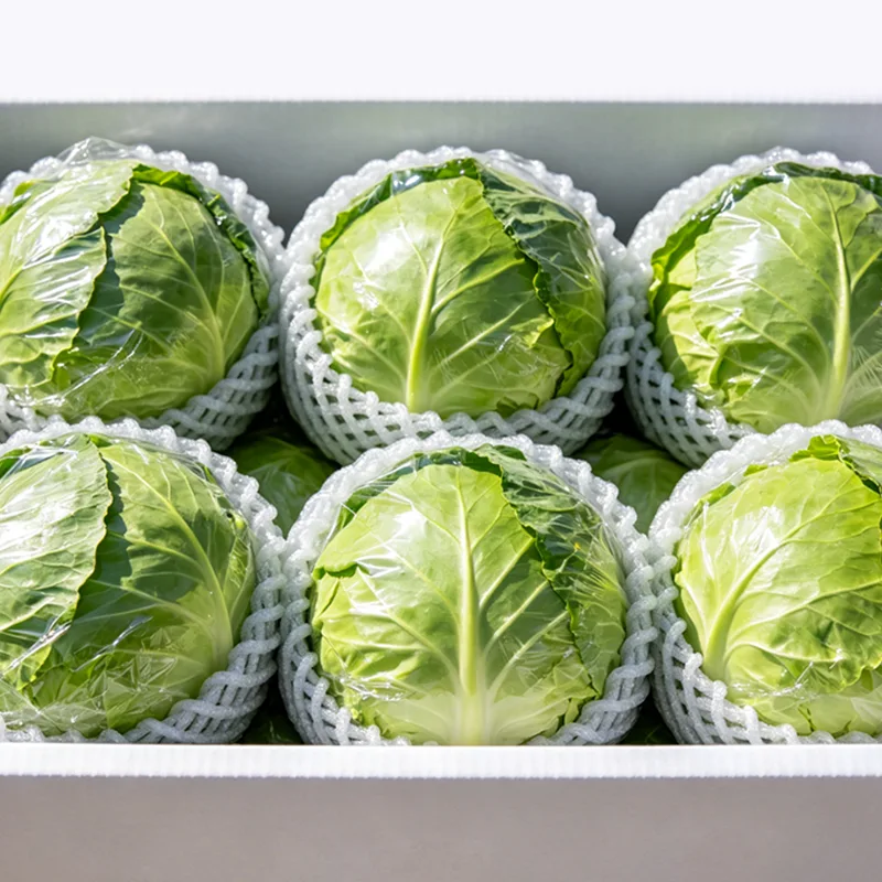 Export Grade Packed Cabbage