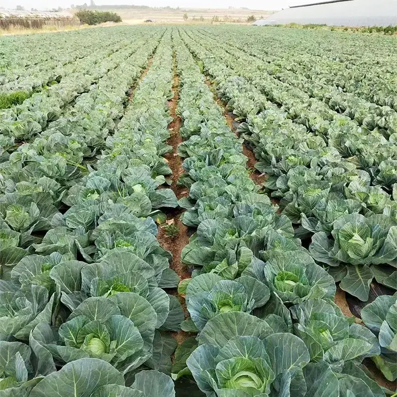 Farm Fresh Round Cabbage