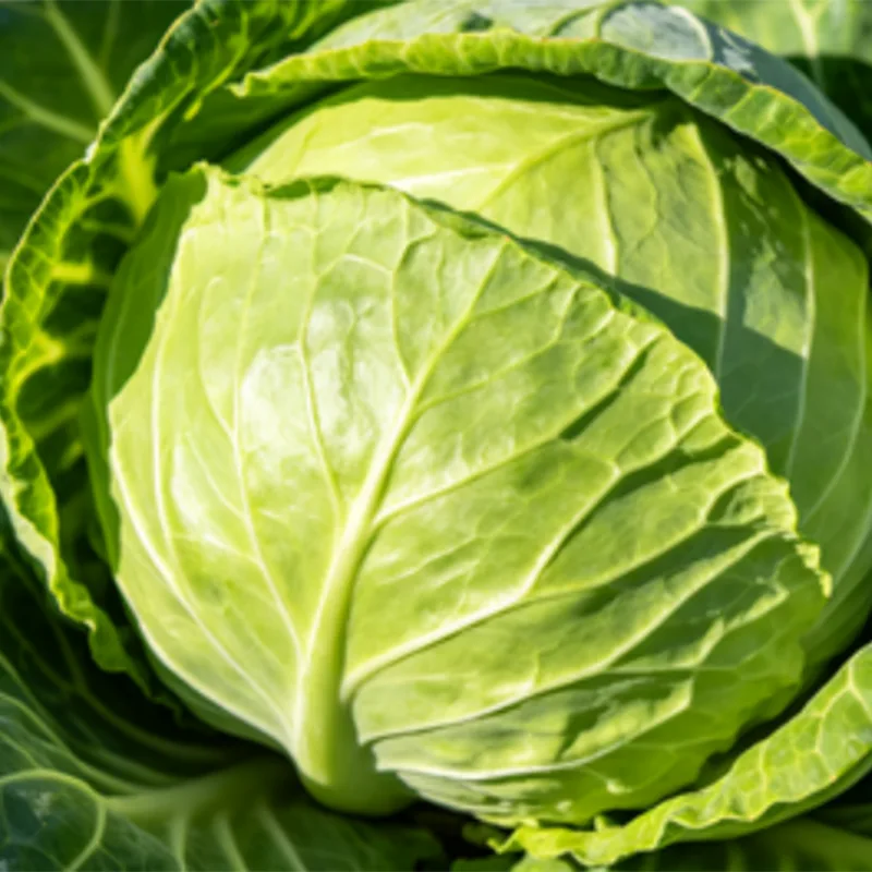 Fresh Green Round Cabbage