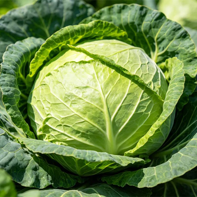 Healthy Fresh Cabbage