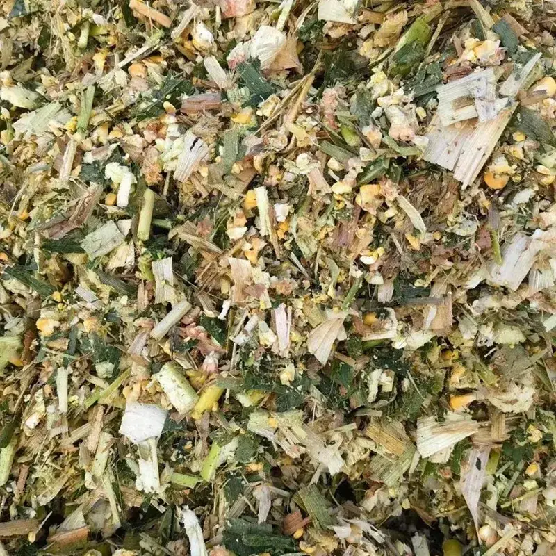Lactation Dairy Cow Corn Silage