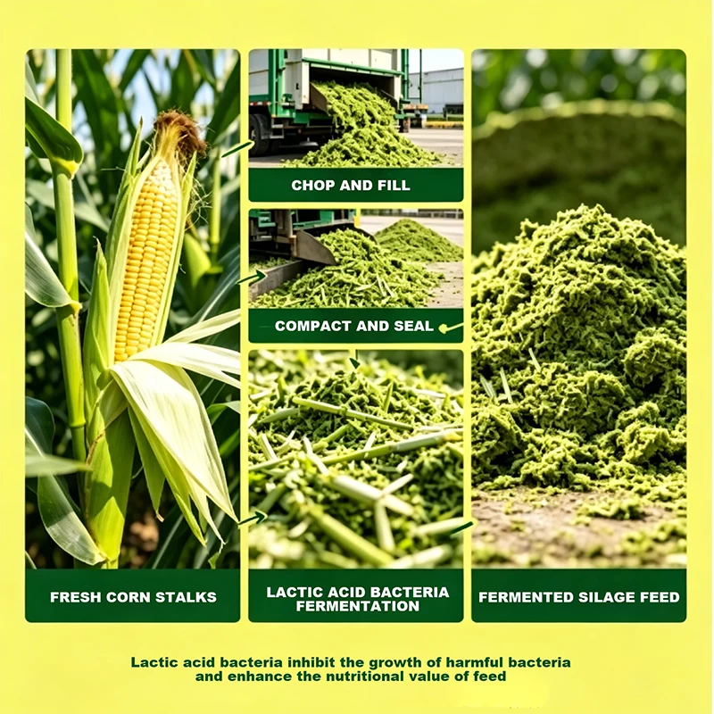 Lactic Acid Fermented Corn Silage