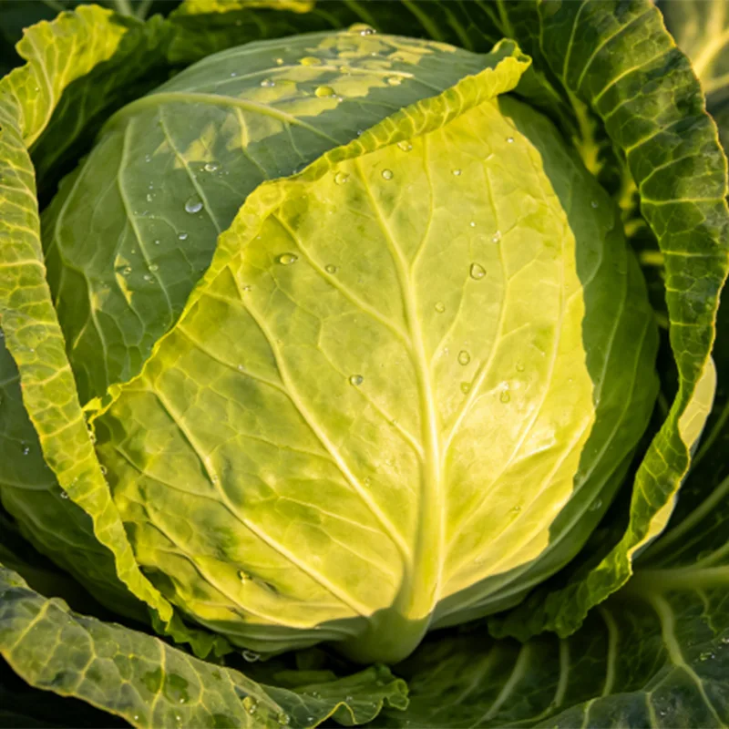 Large Size Fresh Round Cabbage