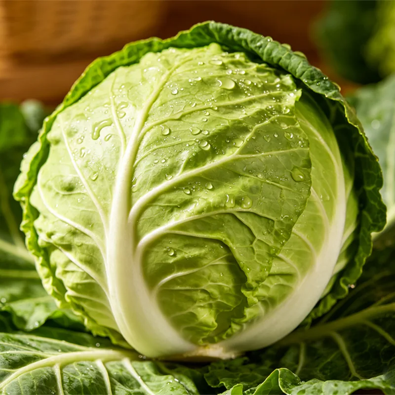 Premium Quality Round Cabbage