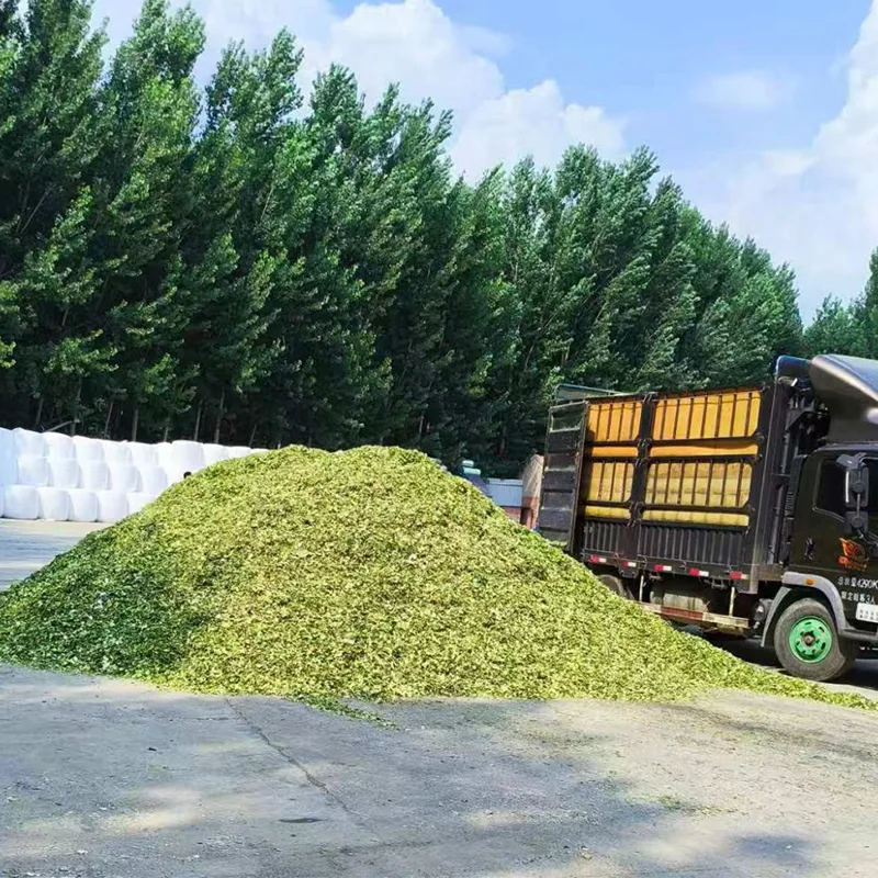 Sheep and Goat Special Corn Silage