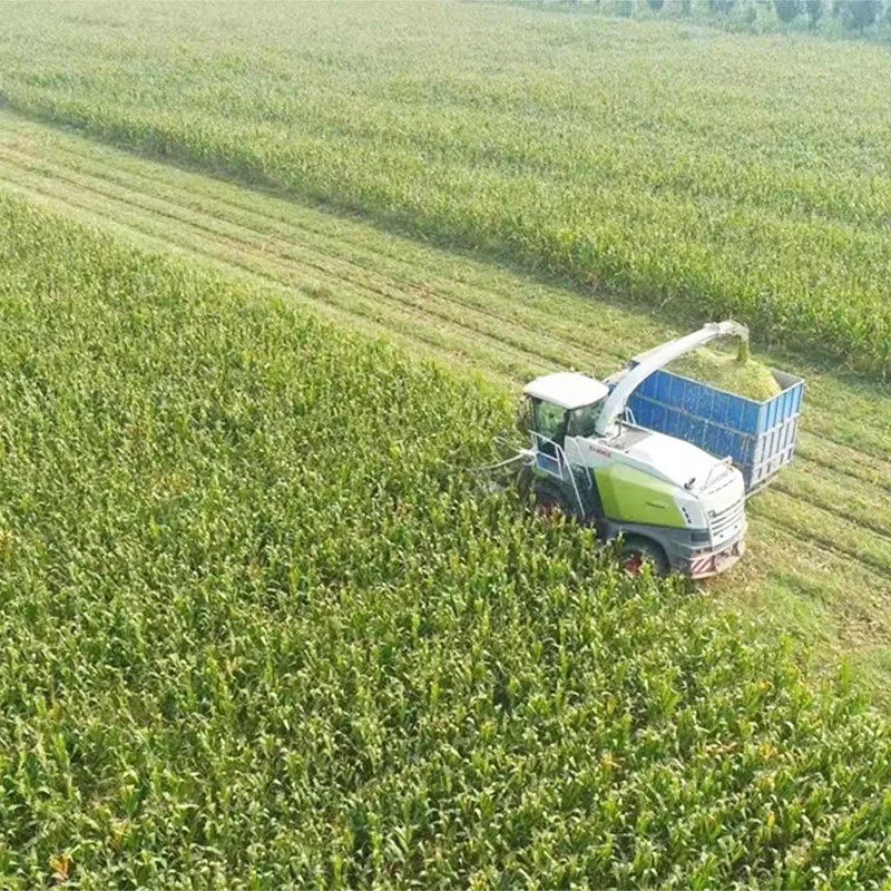 Summer Harvest Corn Silage